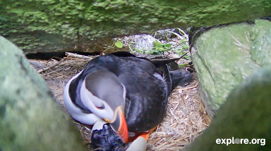 Puffin Chick 1