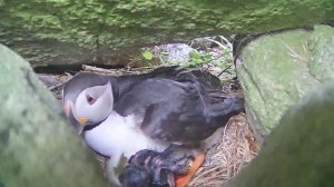 Puffin Chick 2