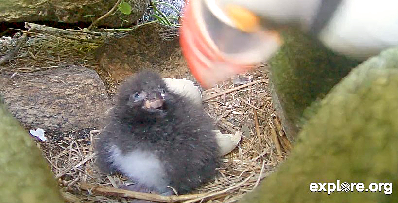Puffin Chick 6_29_3