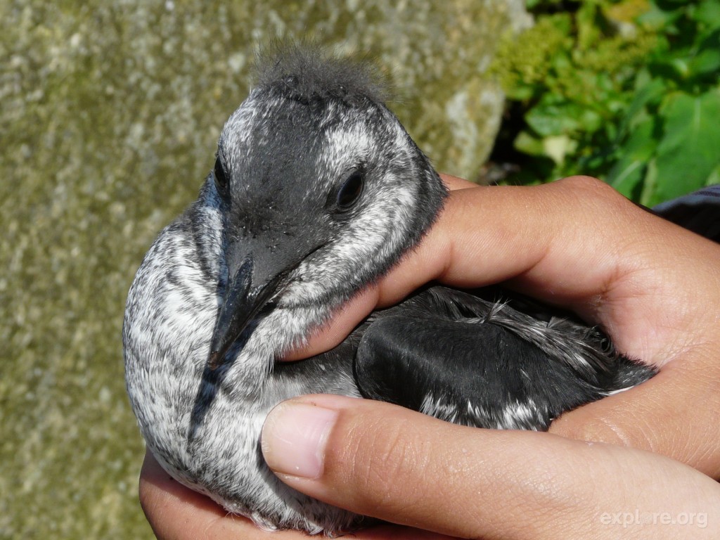 black-guillemot-fledgling-by-alison-kocek