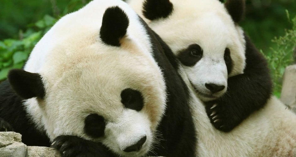 panda snuggle