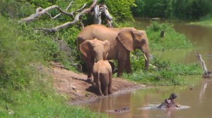 June 11th 2014 ~ Hypo & Elephants (585328)