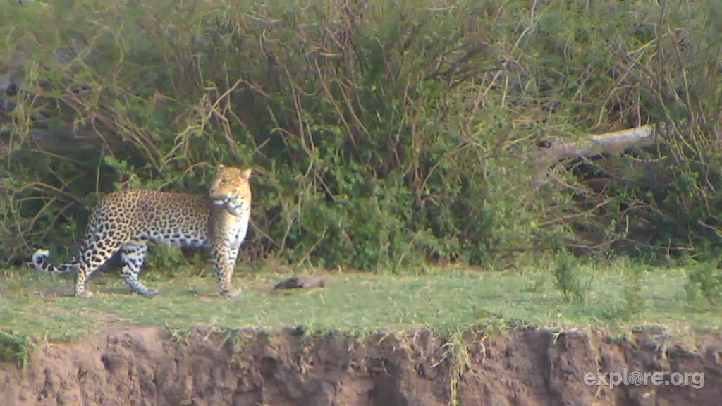 Leopard (592426)