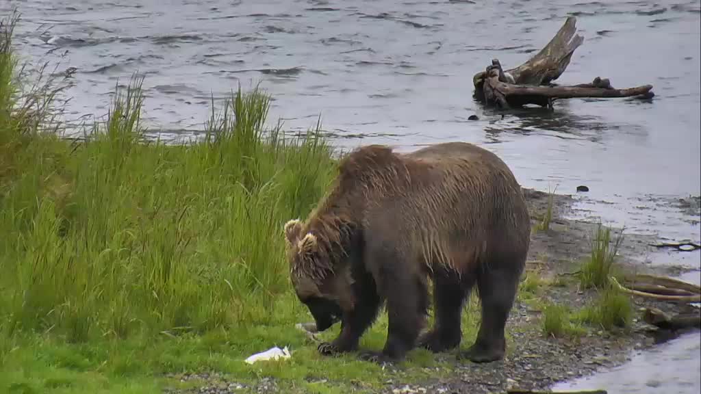 Top 5 Brown Bear Photos Of The Week From Brooks Falls | Explore