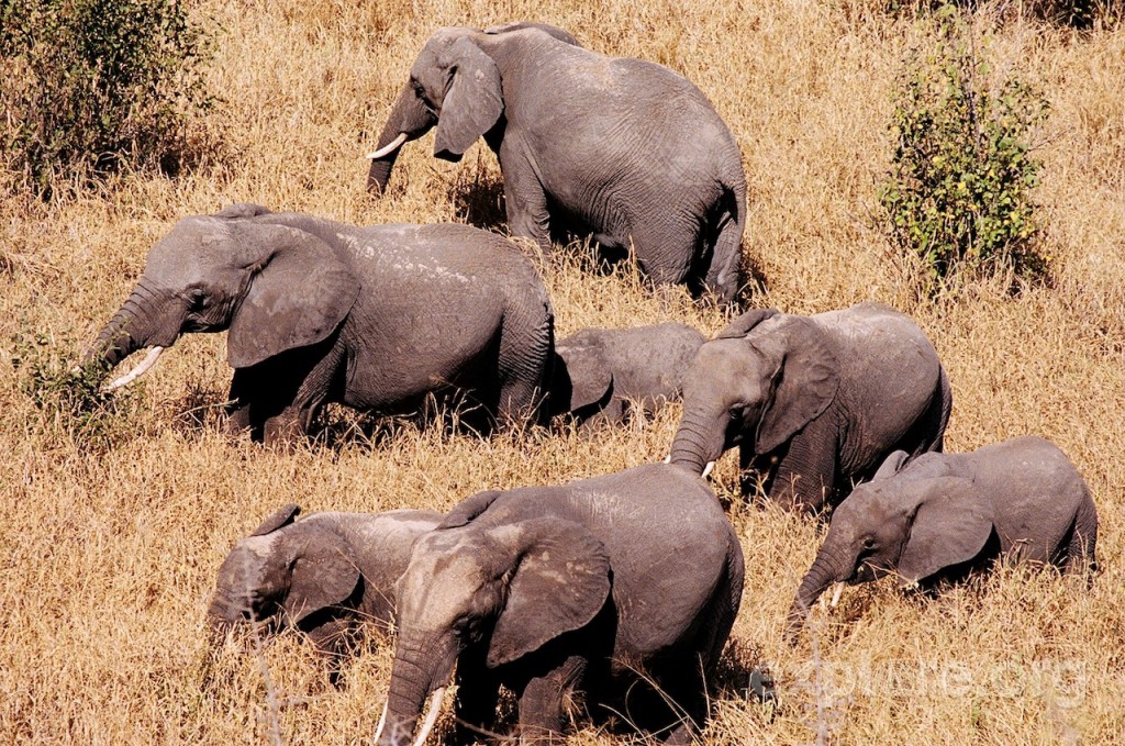male-and-female-elephants_explore
