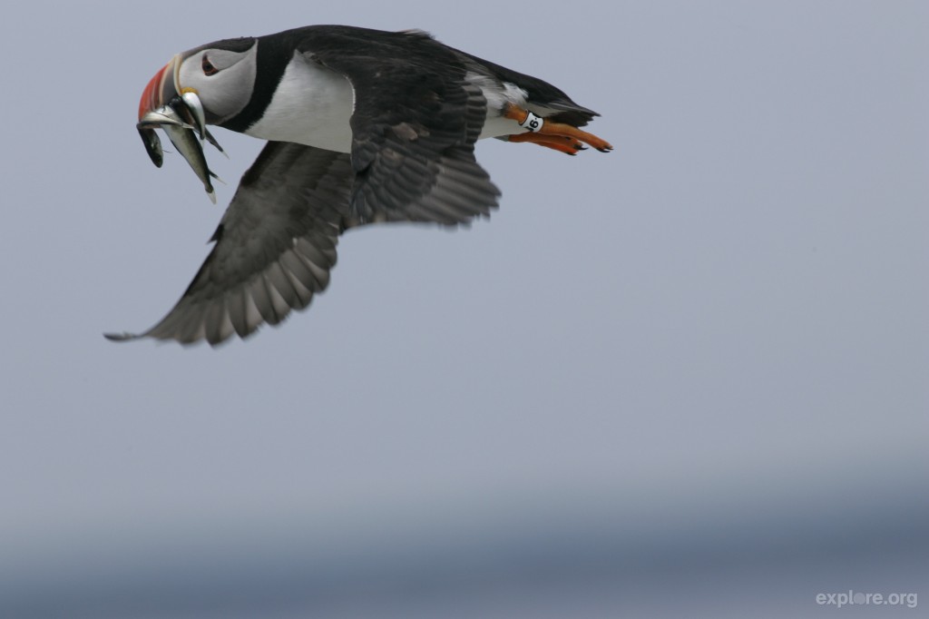puffin-flying-with-hake-by-bob-butaky