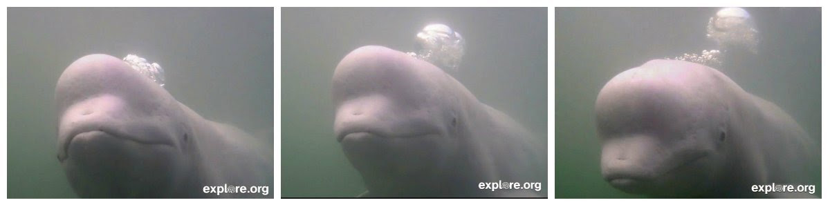 beluga_captioncontest_bubbles_whale