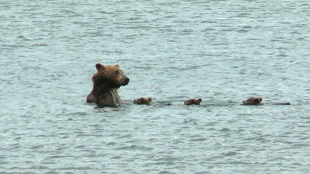 brown bear and cubs in water
