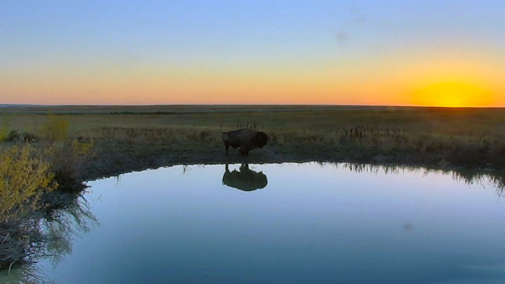 bison sunrise