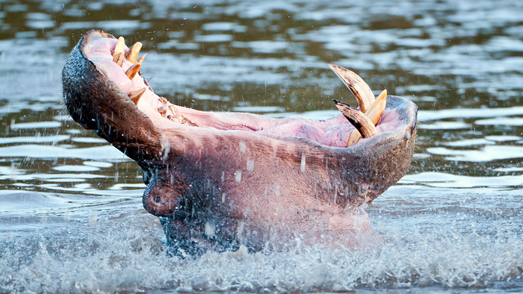 hippo roar in water