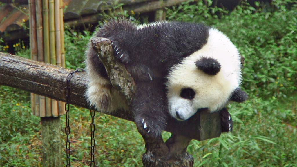 giant panda bear sleeping