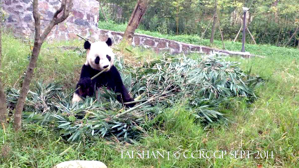 Panda-Bear-Tai-Shan-2