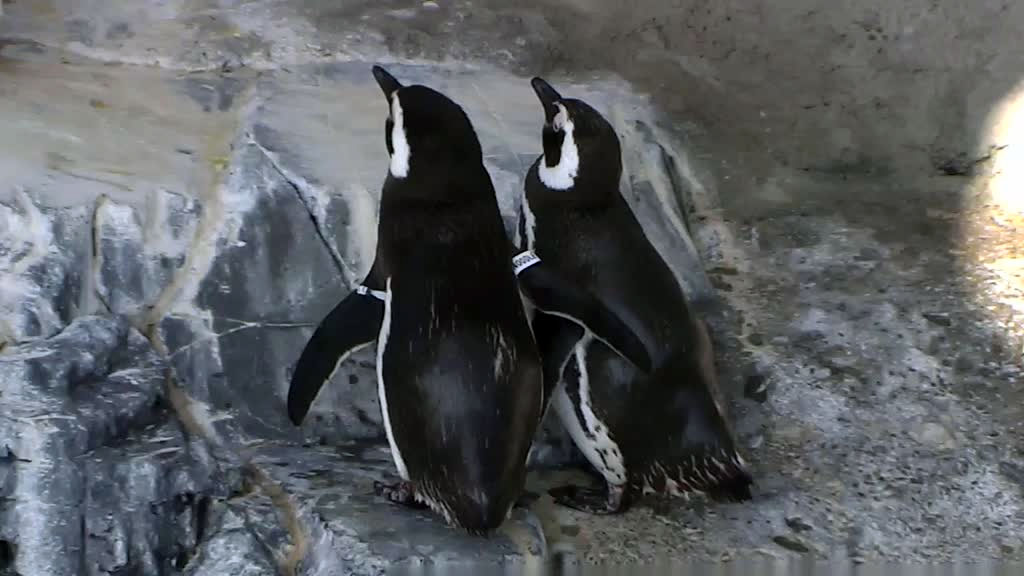 hugging penguins