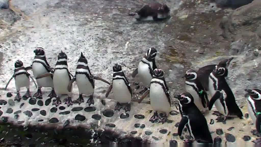 Penguins Line Up at Penguin Beach