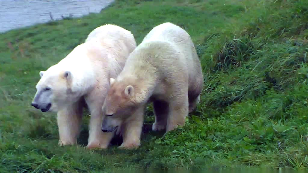 polar bear twins