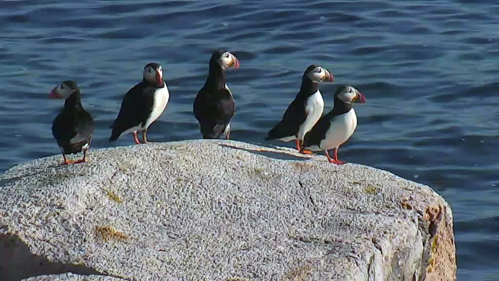 group of puffins