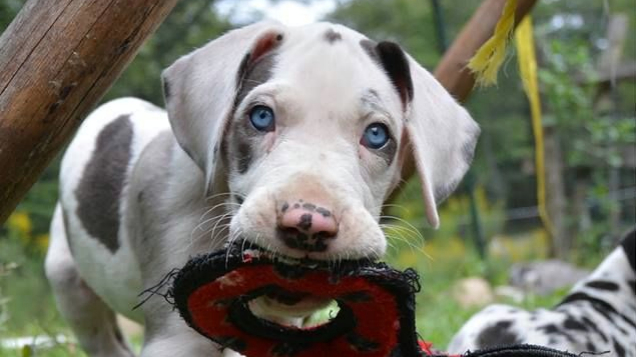 service dog puppies great danes