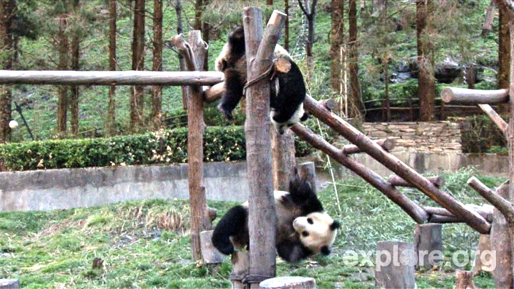 pandas-playing