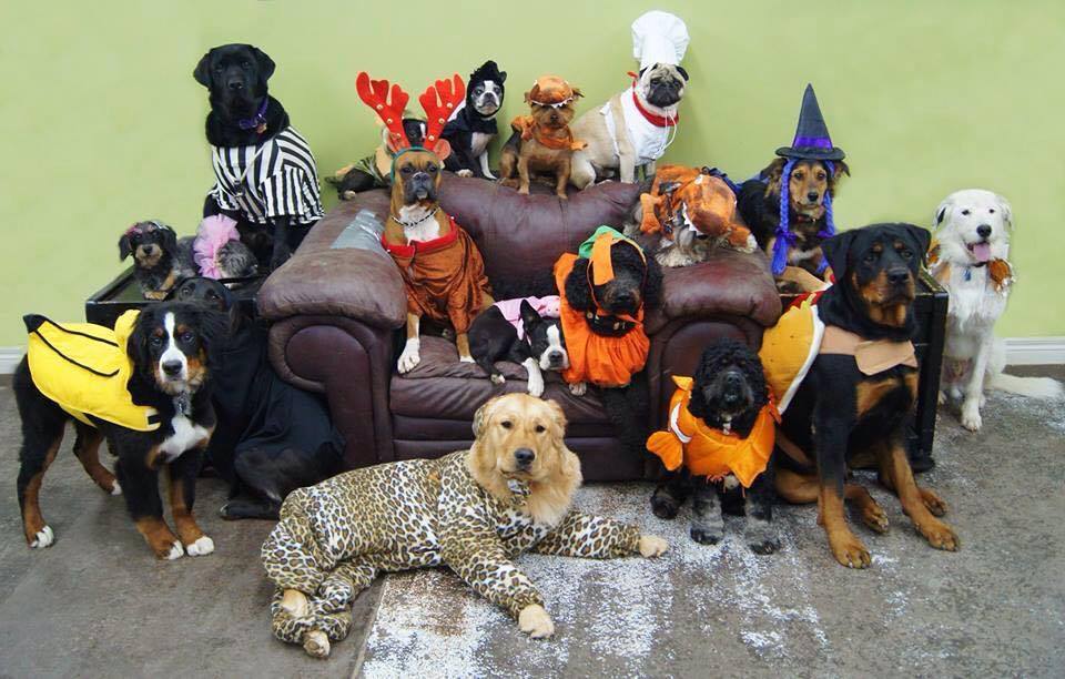 Share Your Pet Costumes With Us! 