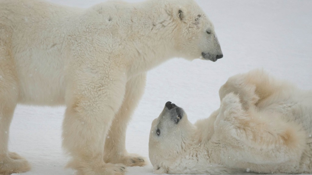 Polar Bear Q A Of The Day Where Do Polar Bears Live Explore