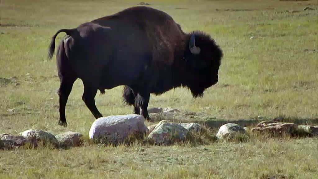 Large bison grazing in the field.