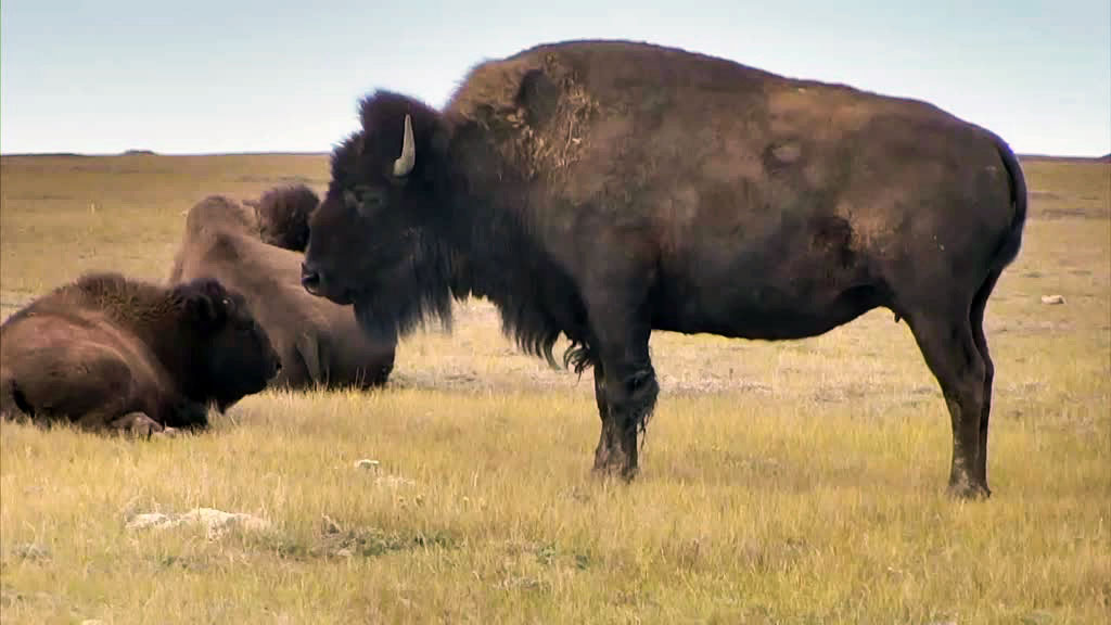 bison profile