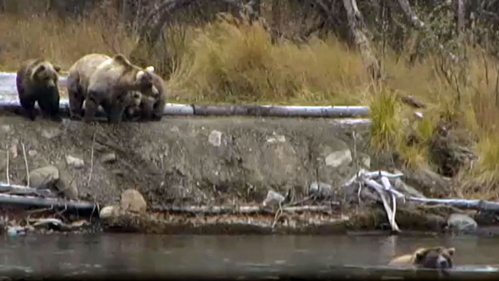 brown bear defending her cubs