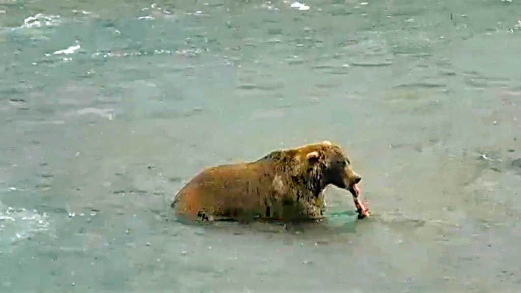 brown bear eating salmon