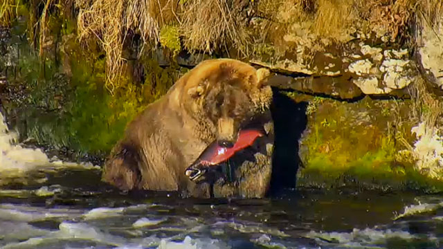 brown bear eating salmon in the river