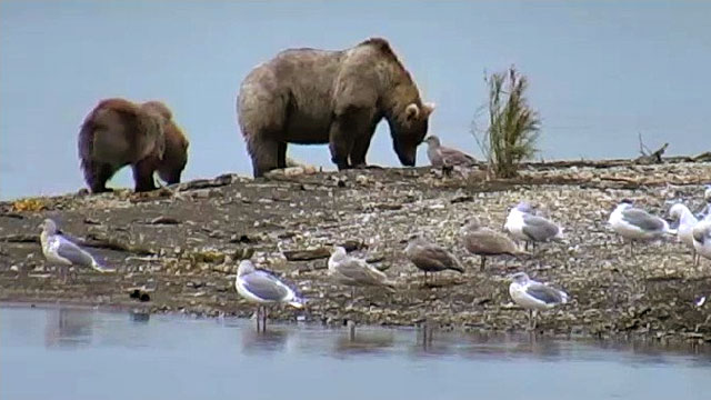 brown bears on island with birds
