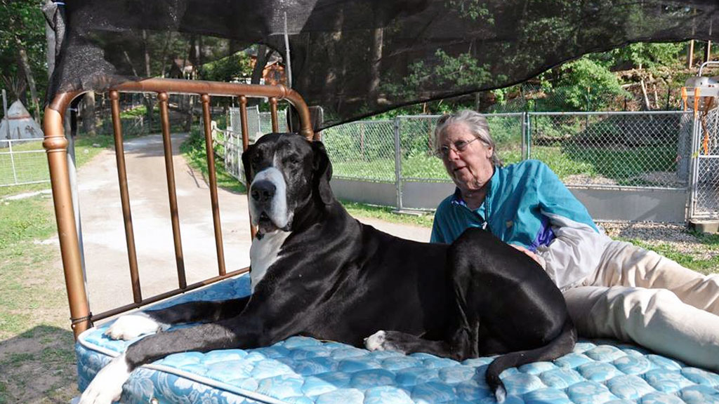 Carlene White - Founder - Great Dane Service Dog Project
