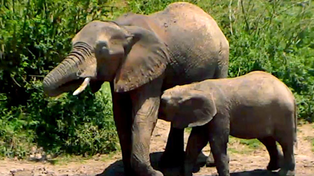 elephant and calf mpala africa