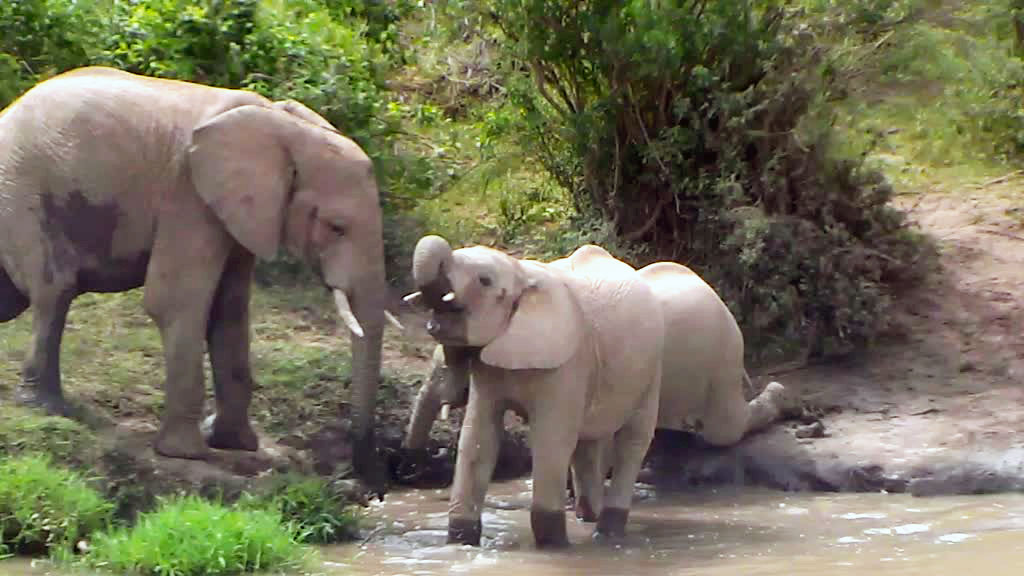 elephants at watering hole