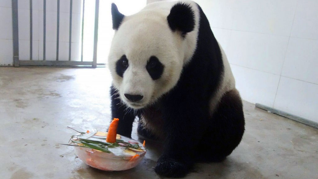 Mei Ling the Panda Bear
