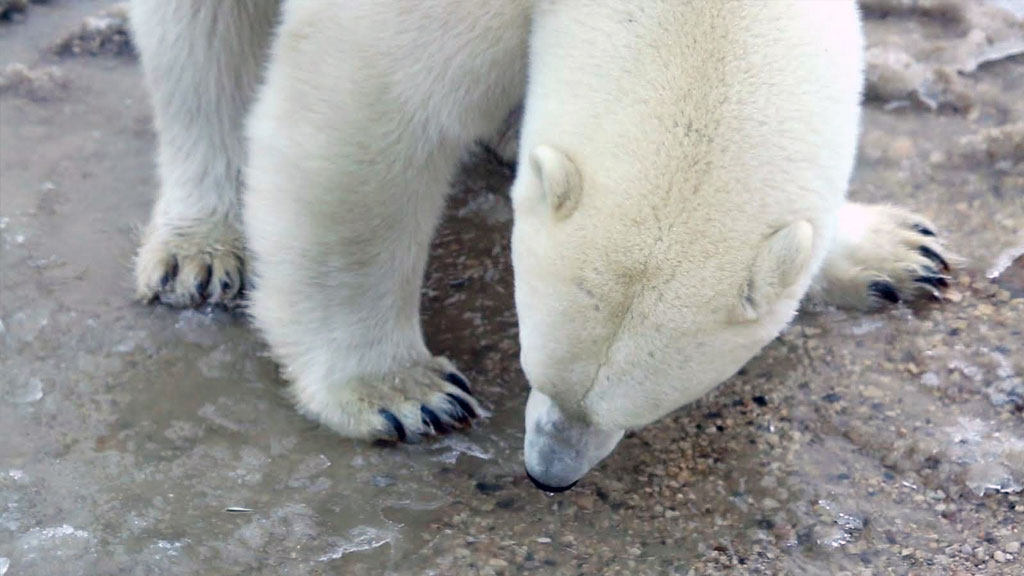 polar bear breaks ice