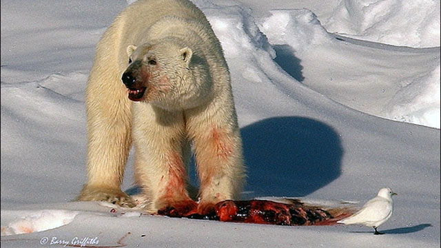 polar bear and dead seal