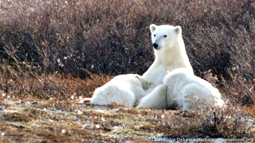 A Polar Bear Mother Nurses her Cubs