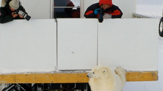 Polar Bear on a Tundra Buggy