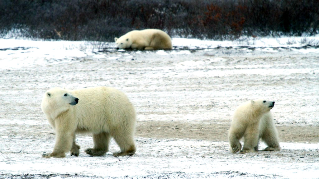 polar bear migration