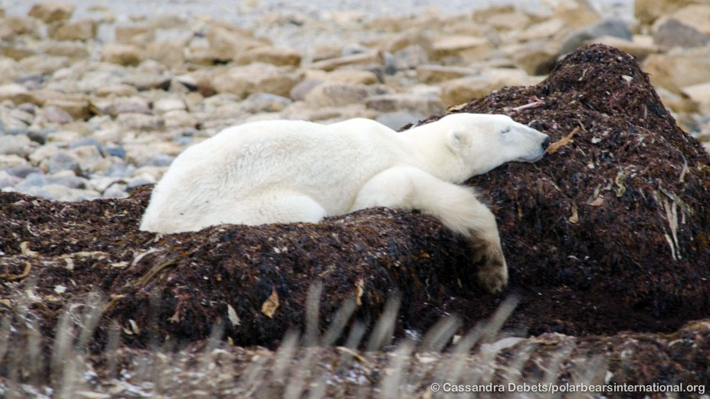 A Polar Bear Rests in a Bed of Kelp