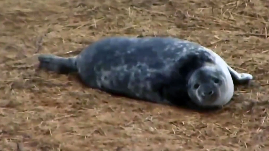 gray seal