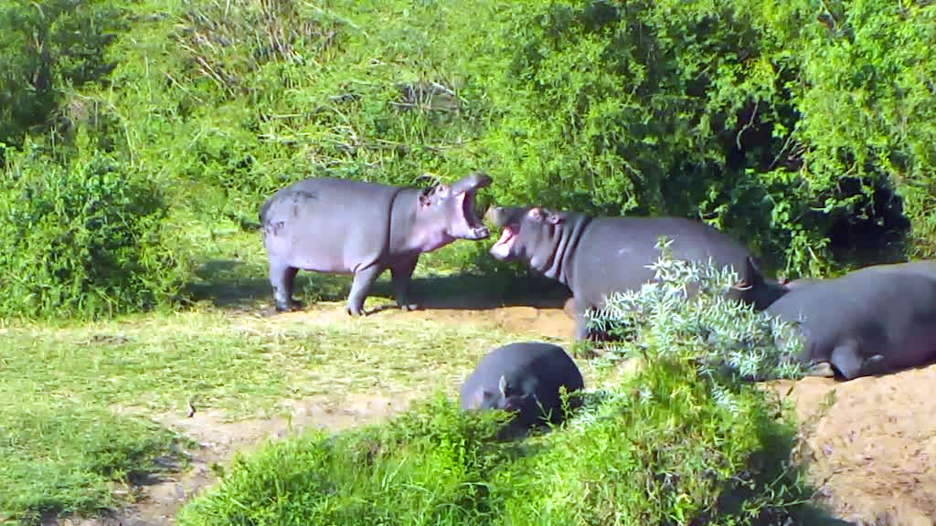 hippos vocalizing