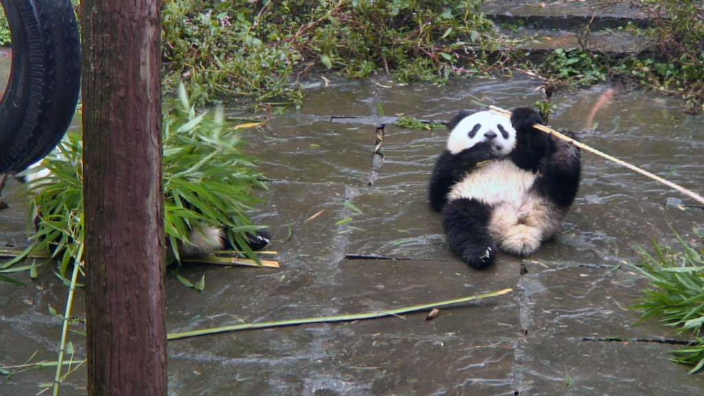 panda on back