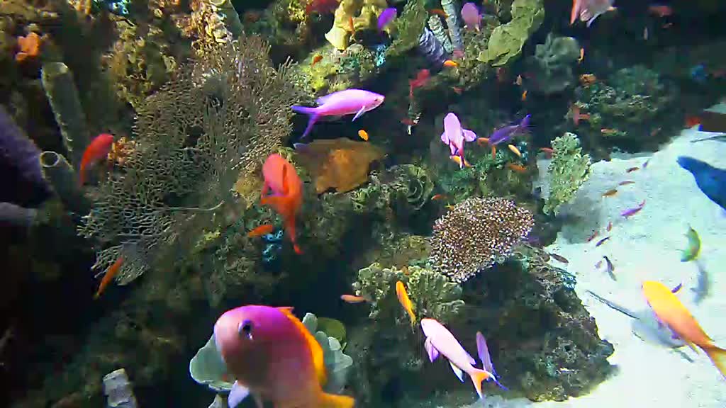 tropical reef fish