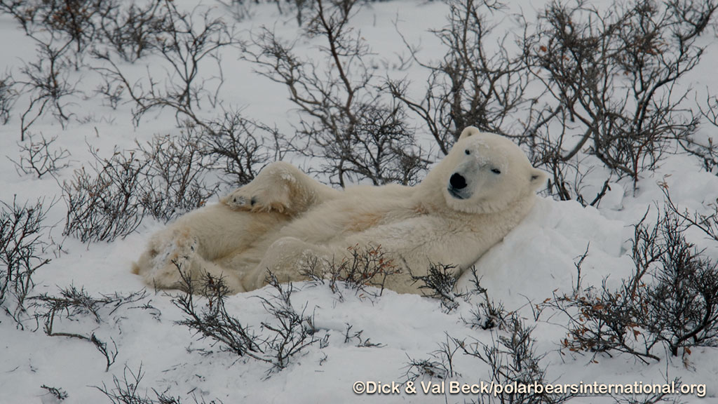 nappping polar bear