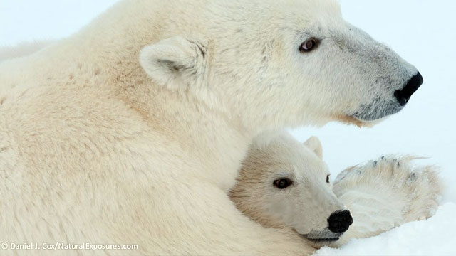 a-polar-bear-cub-takes-refuge-in-its-mother-arm