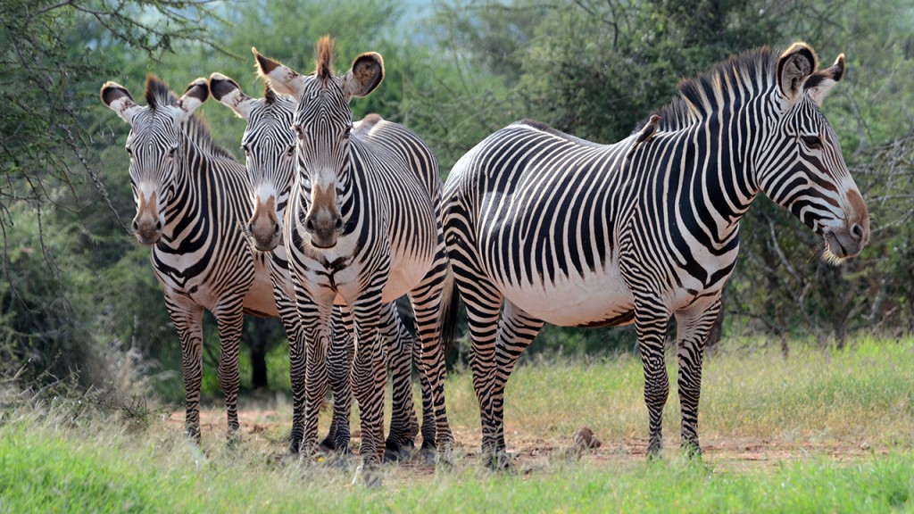 Live Chat with Grevy's Zebra Experts, 10/22/14 - 1pm PT ...