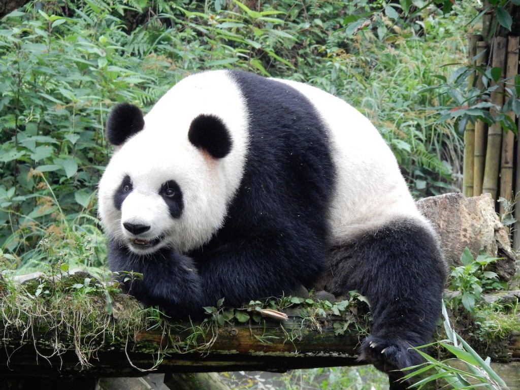 See What Happens When a Cam Op Visits the Giant Panda Reserve | Explore