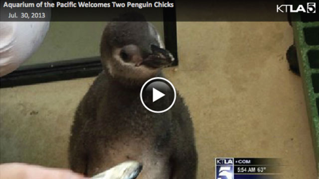 penguin chicks born