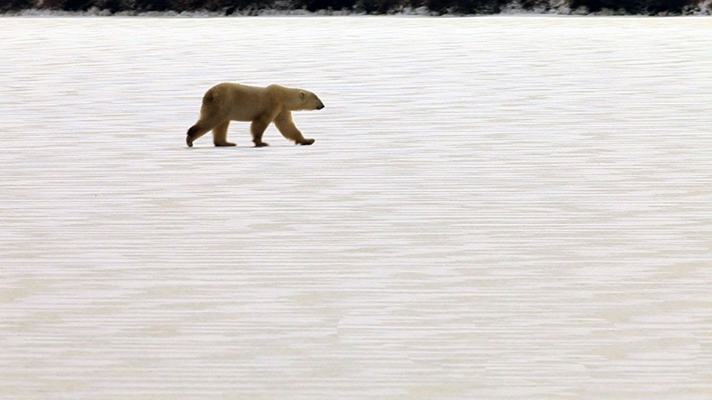 polar bear walking